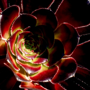 Coeur d'aeonium en rouge et jaune - Belgique  - collection de photos clin d'oeil, catégorie plantes